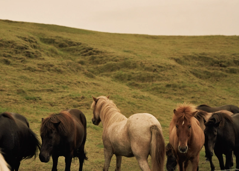iceland